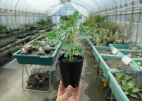アデニア　グラウカ　Adenia glauca  No.5