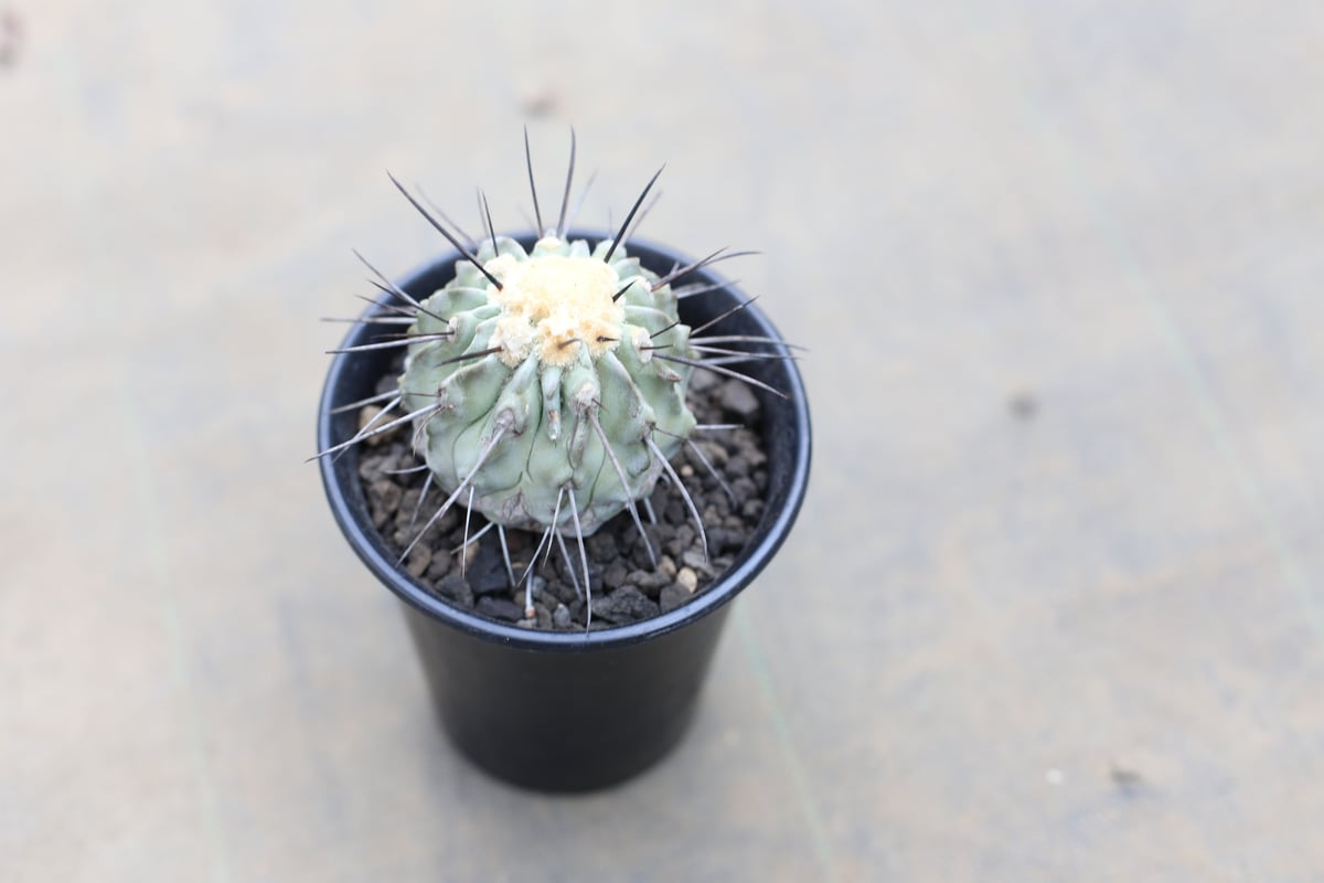 発根済み コピアポア デアルバータ 黒士冠 カキコ自根　鉢ごと発送 コピアポア デアルバータ（黒士冠）＃02 | BIZARRE GREEN