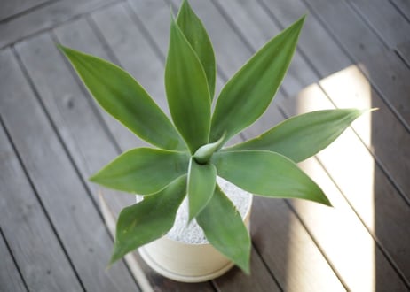 アガベ アテナータ　Agave attenuata