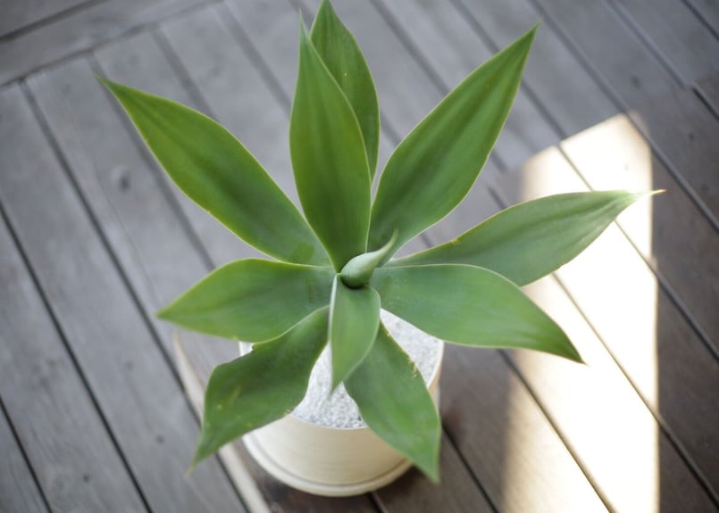 アガベ・アテナータ アガベ アテナータ Agave attenuata | mana's farm:塊根植物