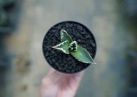 アガベ　チタノタ　狼人　agave titanota "狼人"　No.1