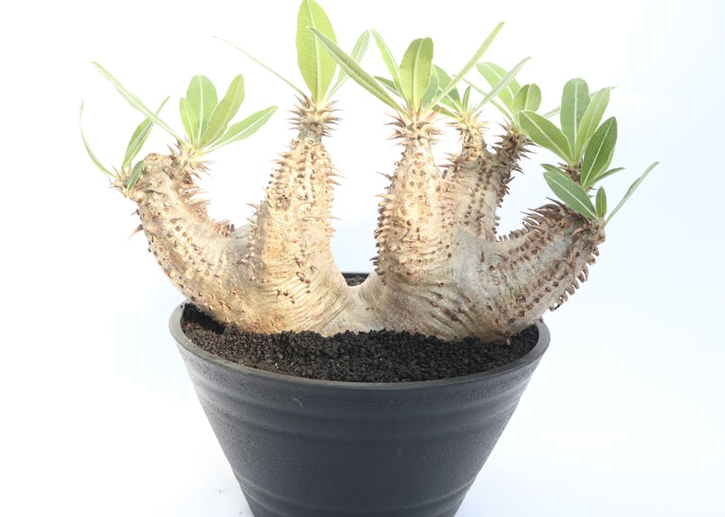 パキポディウム ホロンベンセ no.3 | mana's farm:塊根植物・アガベ