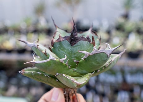 Agave titanota hades No.1