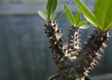 パキポディウム　デンシフローラム Pachypodium densiflorum   No.1