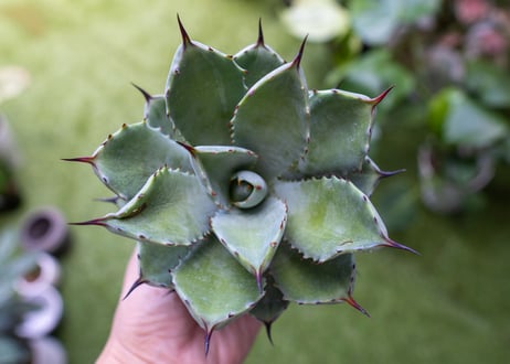 potatorum x macroacantha mini NO.1
