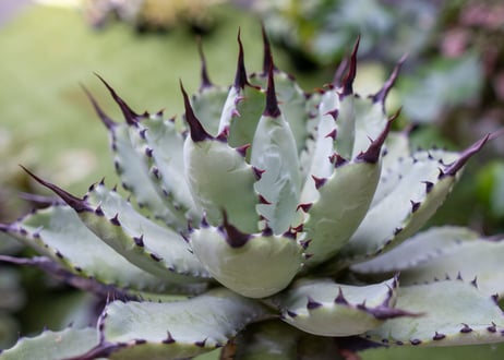 Agave macroacantha x Potatorum　大　超短葉