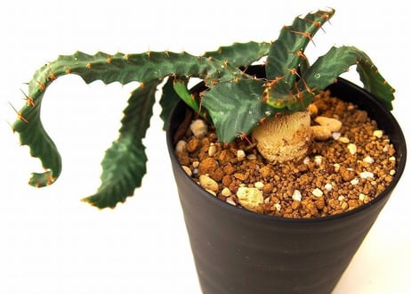 ユーフォルビア ステラータ 飛竜  Euphorbia stellata 10 未発根