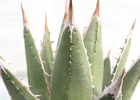 Agave purpusorum