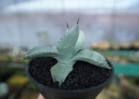 アガベ　ドラゴントゥース　Agave Dagontoes　No.5