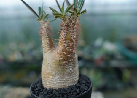 パキポディウム　グラキリス　Pachypodium gracilius　No.5