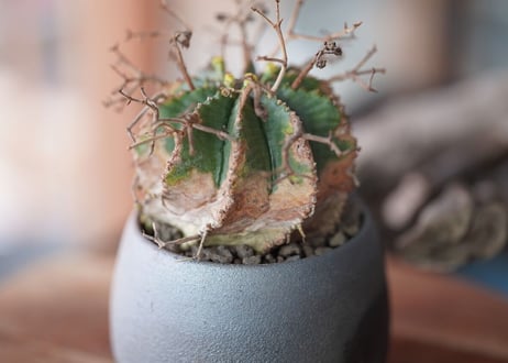 Euphorbia meloformis