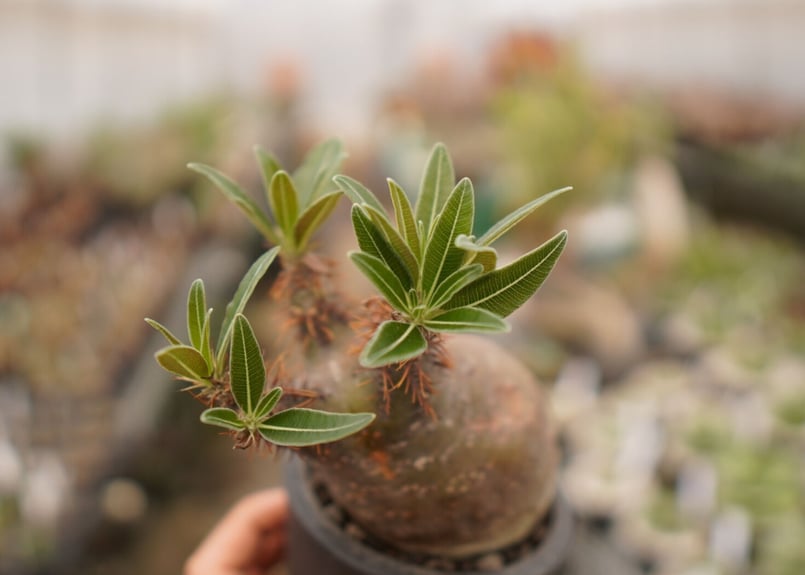 パキポディウム グラキリス B NO.6 | mana's farm:塊根植物・アガベ