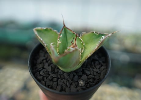 アガベ　チタノタ　白鯨　Agave titanota White whale　No.4