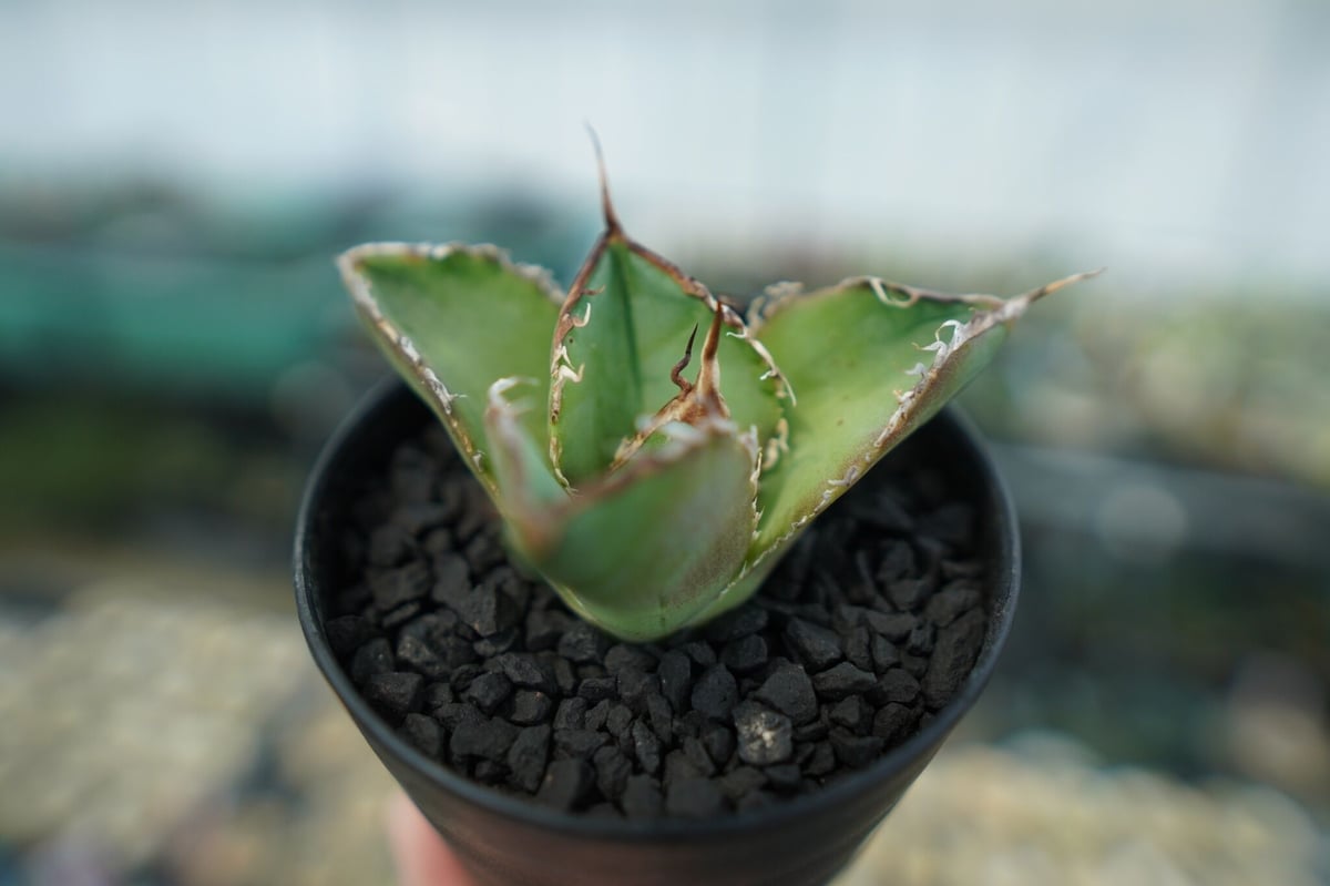 アガベ チタノタ 白鯨 Agave titanota White whale No.4 | m