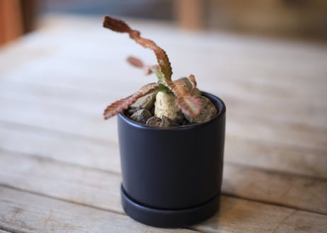 ユーフォルビア　ステラータ　Euphorbia stellata