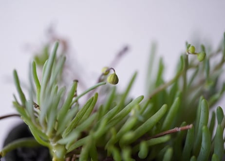 Othonna clavifolia