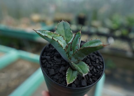 アガベ　チタノタ　 ブラックアンドブルー 　Agave titanota black and blue　No.2