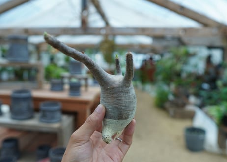 【抜き苗】パキポディウム　グラキリス　 Pachypodium Gracilius  No.10