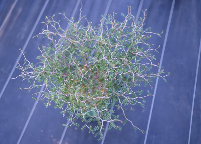 オペルクリカリア パキプス 沖縄実生 | mana's farm:塊根植物・アガベ