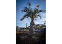ココスヤシ　Butia capitata No.7　8/31まで送料無料