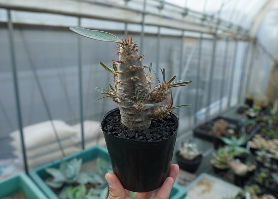 65567b0f1d03e90b95ddce67