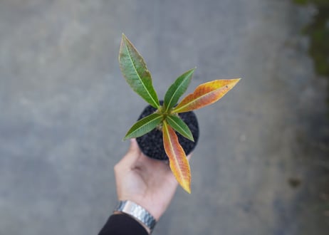 パキポディウム　バロニー　Pachypodium baronii  No.1