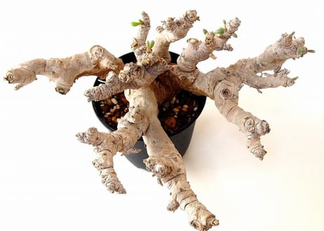 オトンナ クラビフォリア Othonna clavifolia 大株
