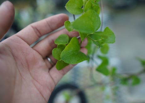 亀甲竜　Dioscorea elephantipes　No.2