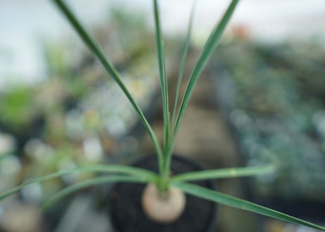 ボーカルネア　グラキリス　Beaucarnea gracilis　No. 1