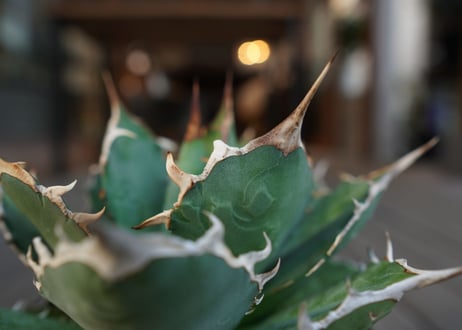 アガベ　チタノタ　FO-76　Agave titanota ”FO-76"　No.2