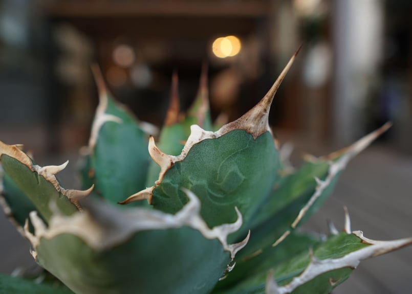 アガベ チタノタ FO-76 Agave titanota ”FO-76