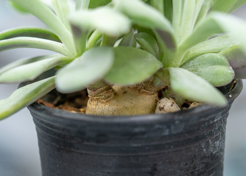 セネシオ フルゲンス | mana's farm:塊根植物・アガベ・ドライガーデン