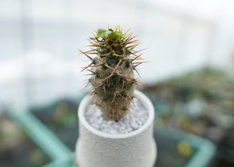 パキポディウム　ラメリー　Pachypodium lamerei