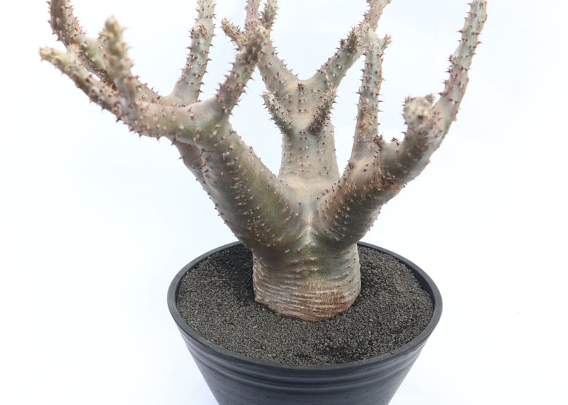 パキポディウム マカイエンセ | mana's farm:塊根植物・アガベ・ドライ