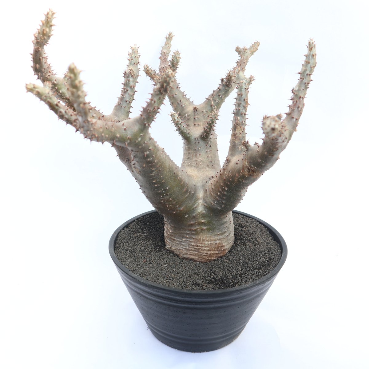 塊根植物 パキポディウム　マカイエンセ 楽天市場】☆特価☆コーデックス：パキポディウム マカイエンセ