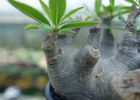 パキポディウム マカイエンセ　Pachypodium makayense　No.1