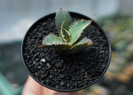 アガベ　チタノタ　FO-76　agave titanota  FO-76　No.2