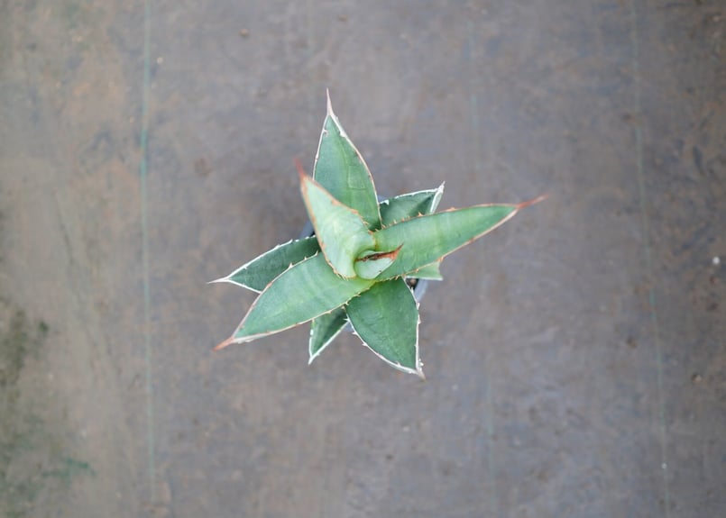 将来有望株♪】すでに裏トゲあり！ アガベ パープソラム | mana's farm