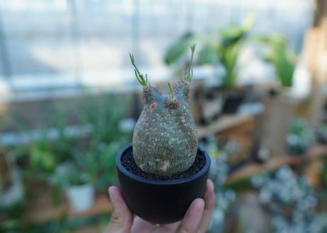【未発根】パキポディウム　グラキリス　 Pachypodium Gracilius  No.38