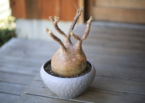 グラキリス　 Pachypodium Gracilius
