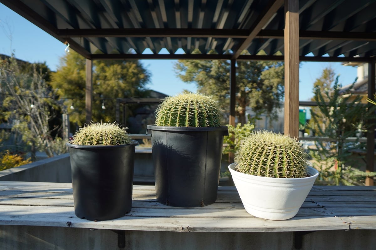 金鯱 | mana's farm:塊根植物・アガベ・ドライガーデン植物販売