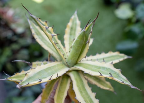 Agave xylonacantha “Frostbite”  NO.3     (G)