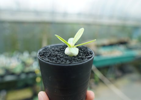 パキポディウム　恵比寿笑い　Pachypodium brevicaule　No.5