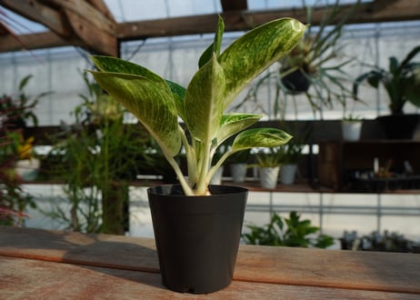 アグラオネマ　カンクン　Aglaonema “Kankun”