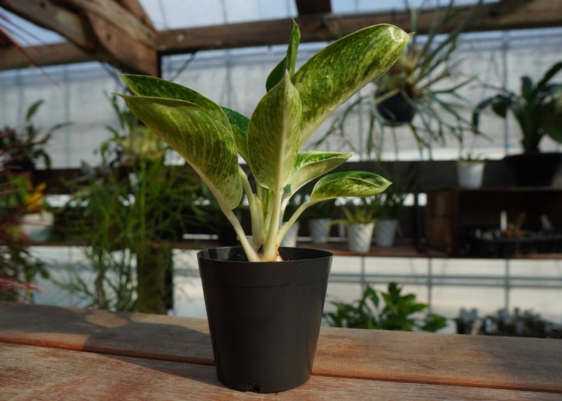 アグラオネマ カンクン Aglaonema “Kankun” | mana's farm:塊根