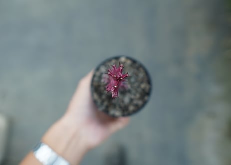 ユーフォルビア　紅彩雲閣　Euphorbia trigona f. rubra　No.2