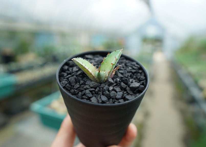 アガベ チタノタ 浪人　agave 大株　鉢のまま発送　最終値下げ価格 アガベ チタノタ 浪人 agave 大株 鉢のまま発送 最終値下げ価格