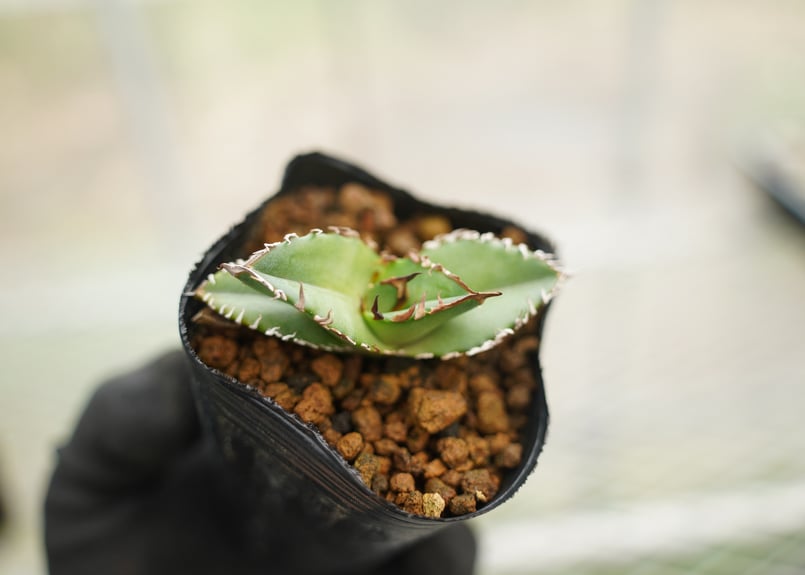 アガベ オテロイ 沖縄実生 No.1 | mana's farm:塊根植物・アガベ