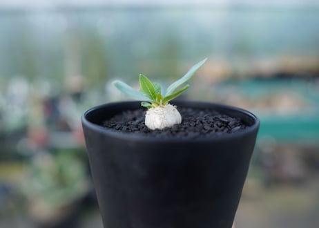 パキポディウム　恵比寿笑い　Pachypodium brevicaule　No.2