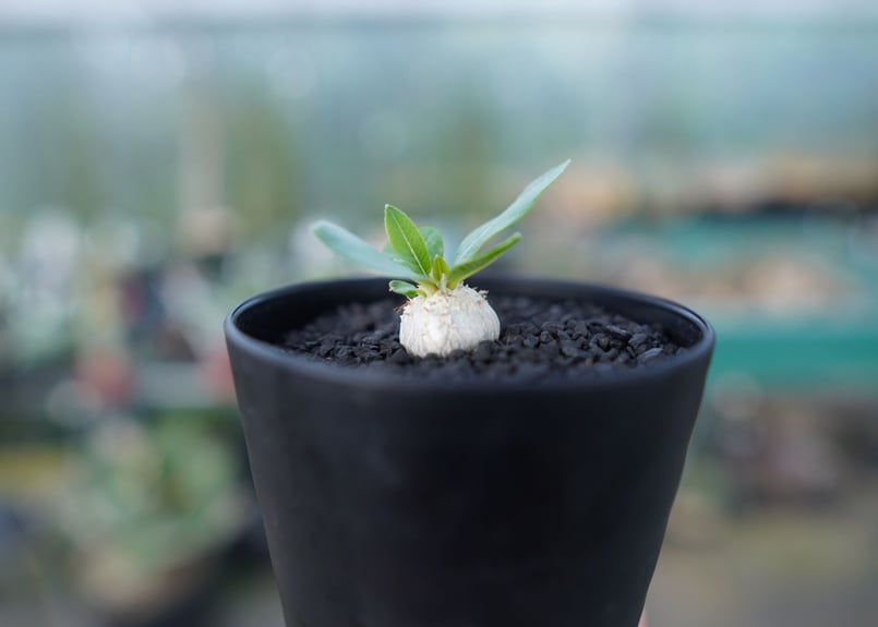 パキポディウム 恵比寿笑い Pachypodium brevicaule No.2 | man